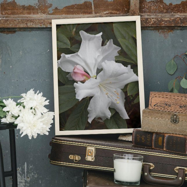 Poster Rhododendron blanc fleurit Photo Glossy (In Situ)