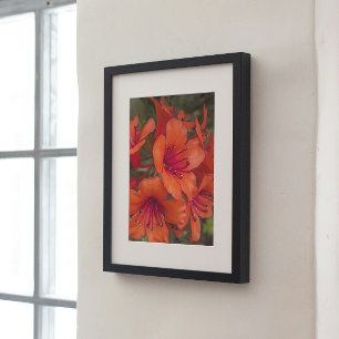 Poster Rhododendron clair Orange fleurit Floral