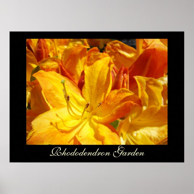 Poster Rhododendron Fleurs imprimés d'art Soeurs Jardin (Devant)
