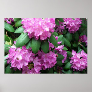 Poster Rhododendrons rose Blossoms Photographie