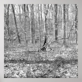 Poster Ridley Creek State Park