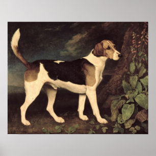 Poster Ringwood, un Brocklesby Foxhound, 1792