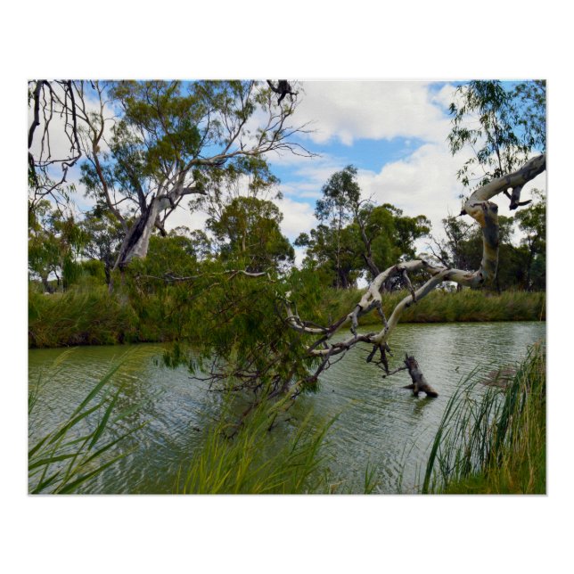 Poster River Murray Australie, Branches de l'arbre, Poste (Devant)