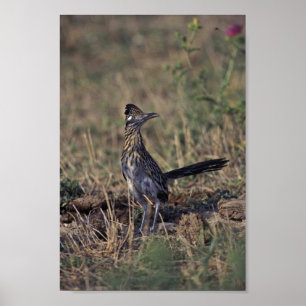 Poster Roadrunner