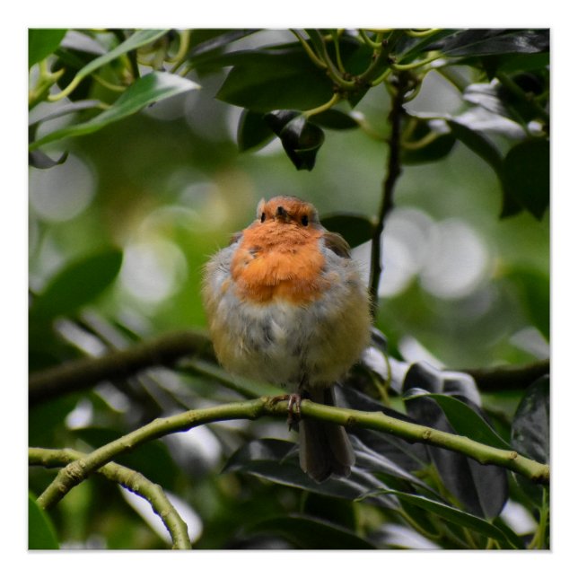 Poster Robin (Devant)
