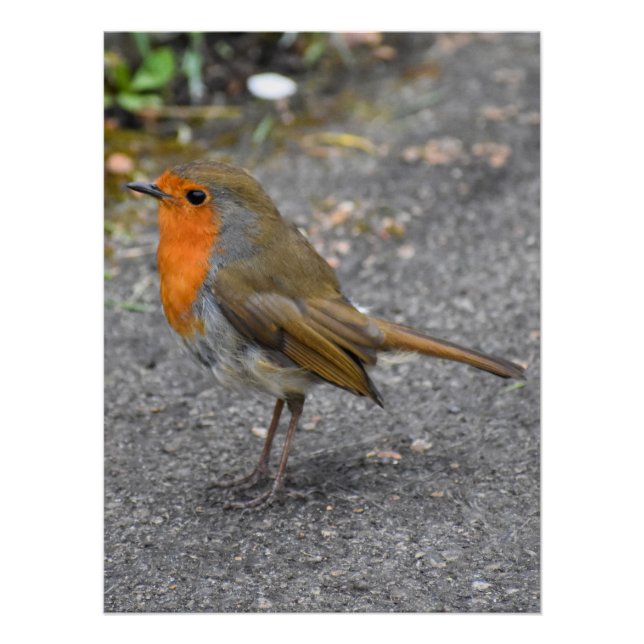 Poster Robin (Devant)