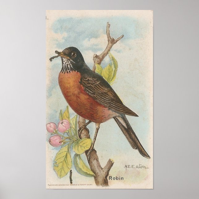 Poster Robin (Devant)