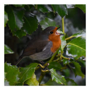 Poster Robin