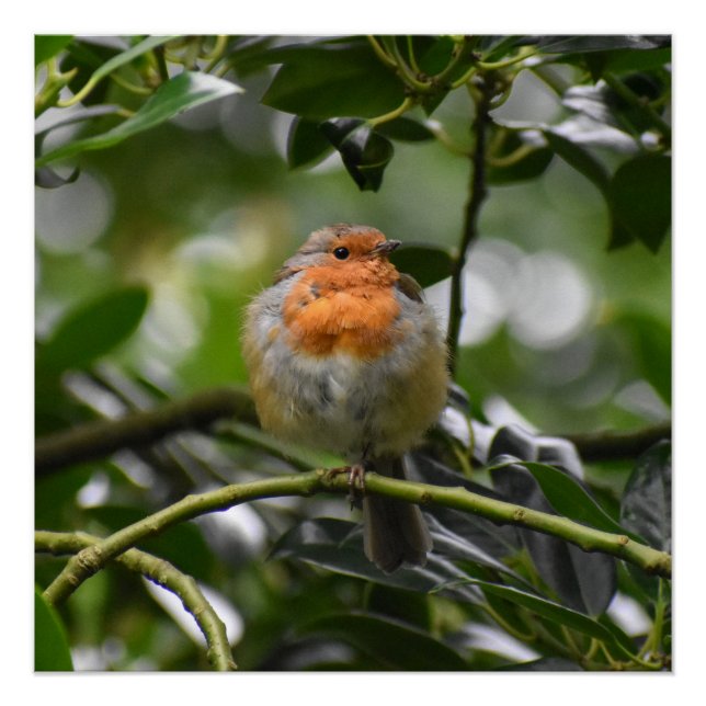 Poster Robin (Devant)
