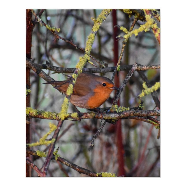 Poster Robin (Devant)