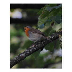 Poster Robin