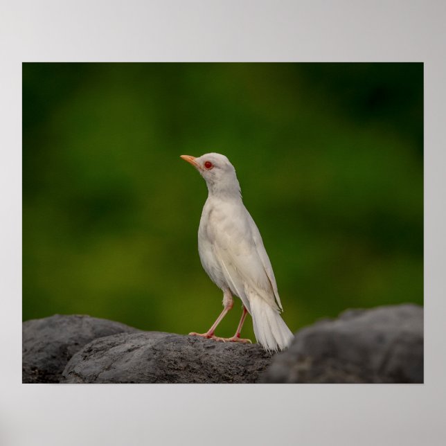 Poster Robin albino 20x16 dans Crown Point (Devant)