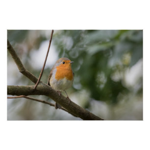 Poster Robin Nature Photo