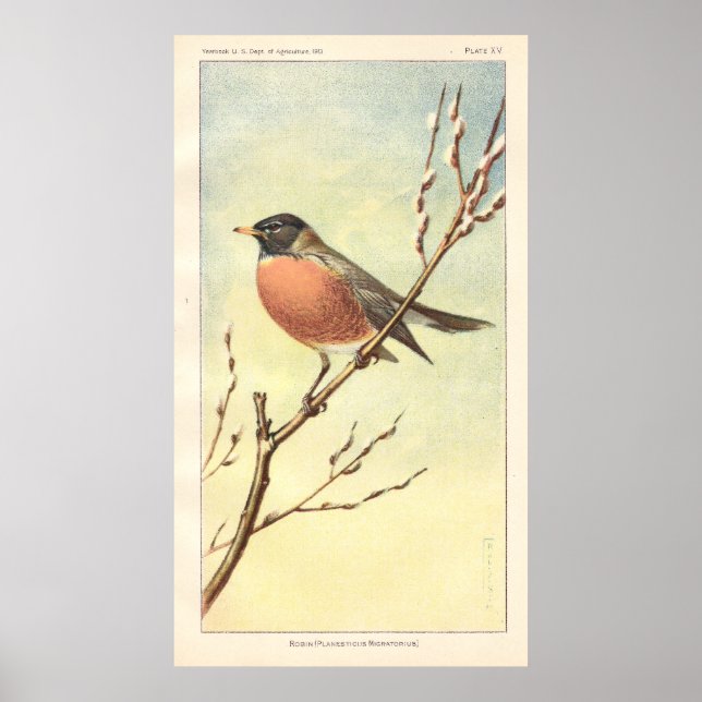 Poster Robin vintage (Devant)