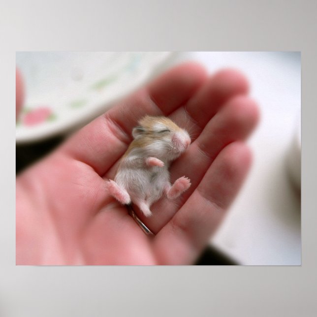 Poster Robo Pup (Devant)