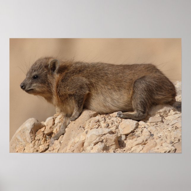 Poster Rock Hyrax (Devant)