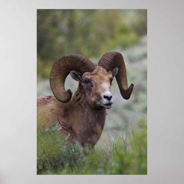 Poster Rocky Mountain Bighorn Sheep Ram (Devant)