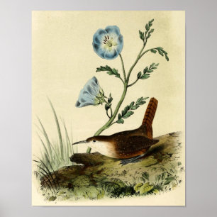 Poster Roitelet Throated blanc