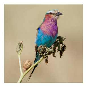Poster Roller à poitrine Lilac
