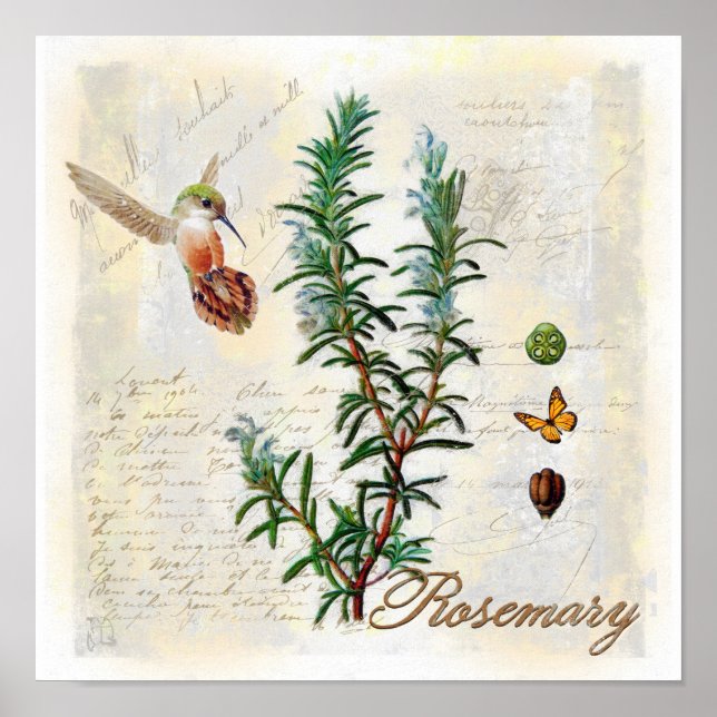 Poster Romarin, herbes Hummingbird Botanique Art Imprimer (Devant)