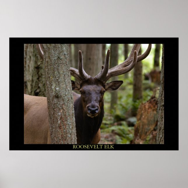 Poster Roosevelt Elk (Devant)