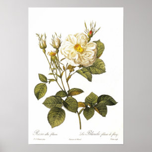 Poster Rosa alba foliacea