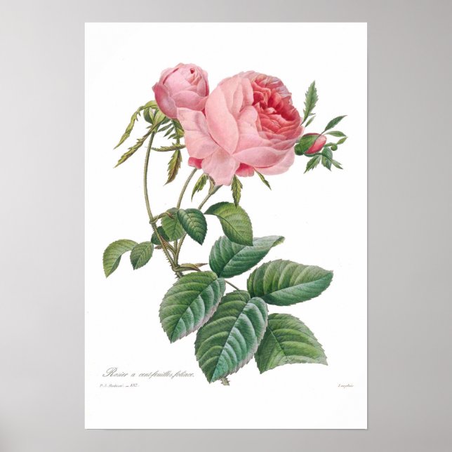 Poster Rosa centifolia (Devant)