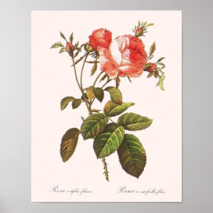 Poster Rosa Centifolia Foliacea