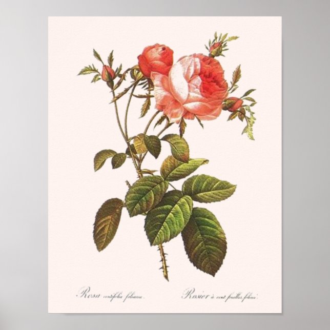Poster Rosa Centifolia Foliacea (Devant)
