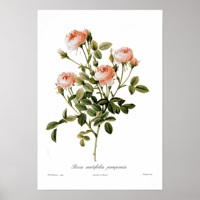 Poster Rosa centifolia pomponia (Devant)