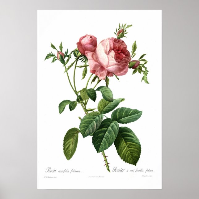 Poster Rosa centifoliacée (Devant)