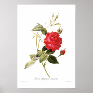 Poster Rosa chinensis cruenta