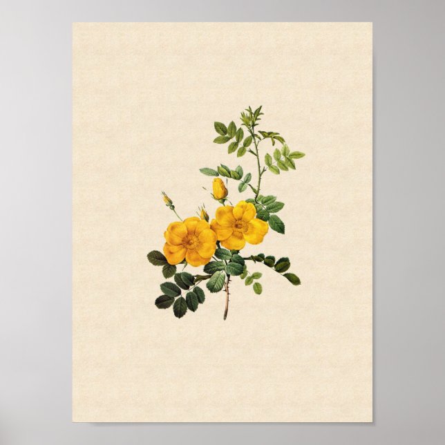 Poster Rosa foetida (Devant)