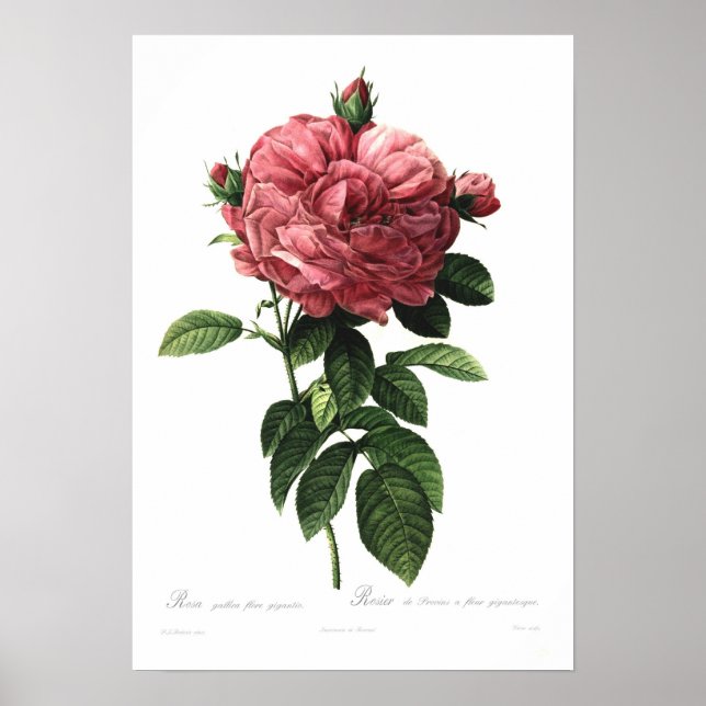 Poster Rosa gallica flore giganteo (Devant)