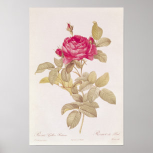 Poster Rosa Gallica Pontiana, de 'Les Roses