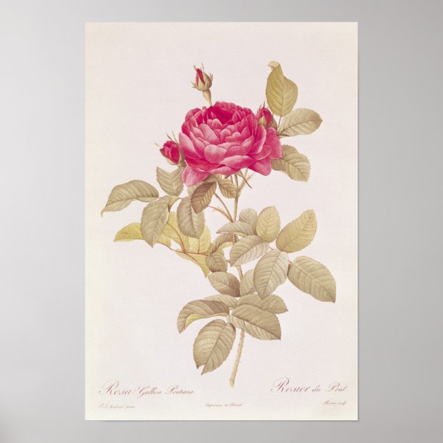 Poster Rosa Gallica Pontiana, de 'Les Roses (Devant)