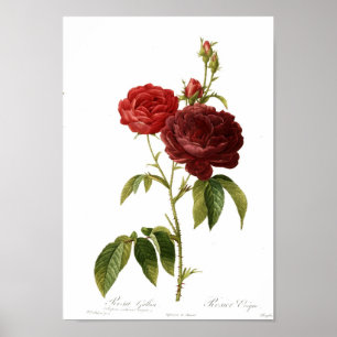 Poster Rosa gallica purpuro-violacée magna