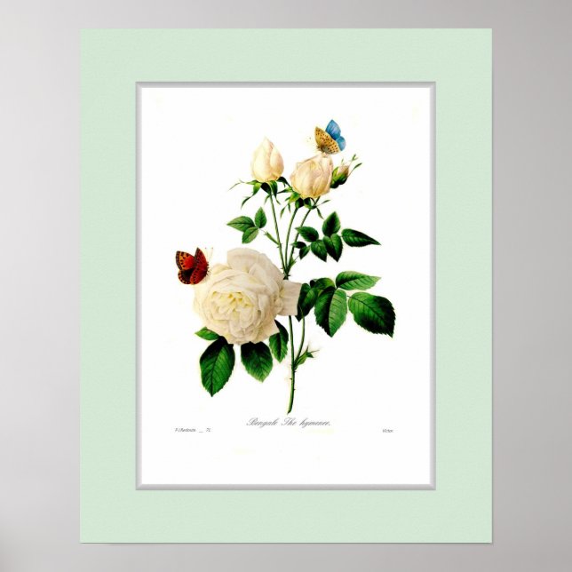 Poster Rosa indica, Bordure personnalisée (Devant)