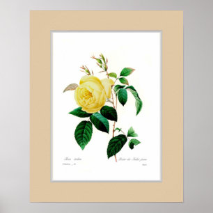 Poster Rosa indica, frontière douanière