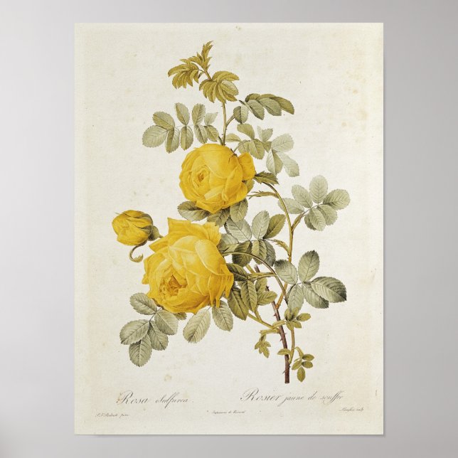 Poster Rosa Sulfurea de 'Les Roses (Devant)