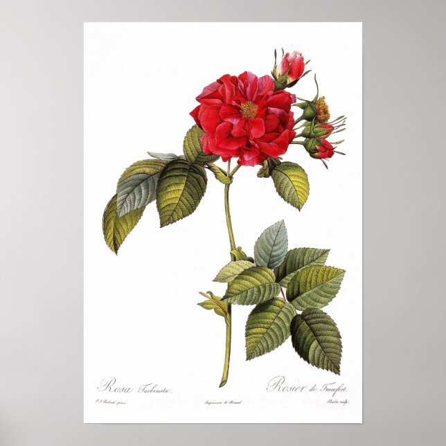 Poster Rosa turbinata (Devant)