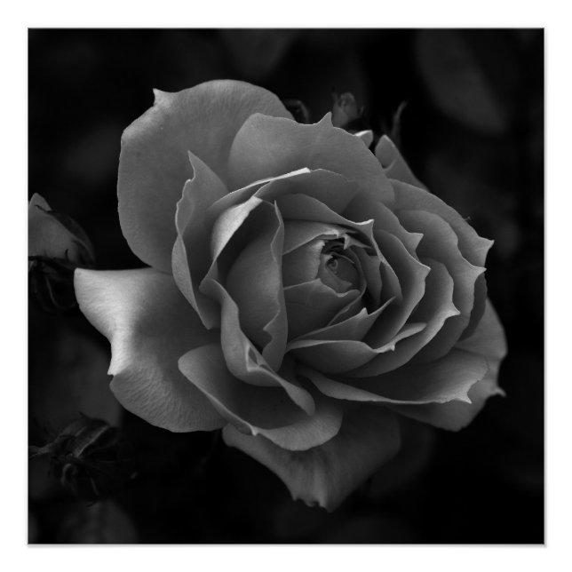 Poster Rose (Devant)
