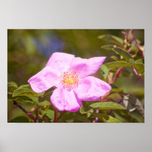 Poster Rose