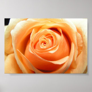 Poster Rose