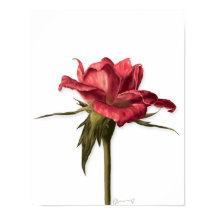 Poster rose