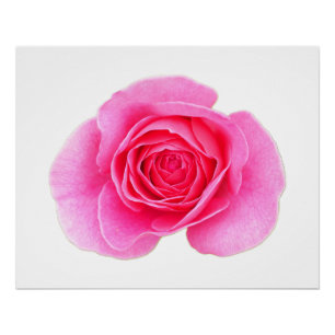 Poster rose