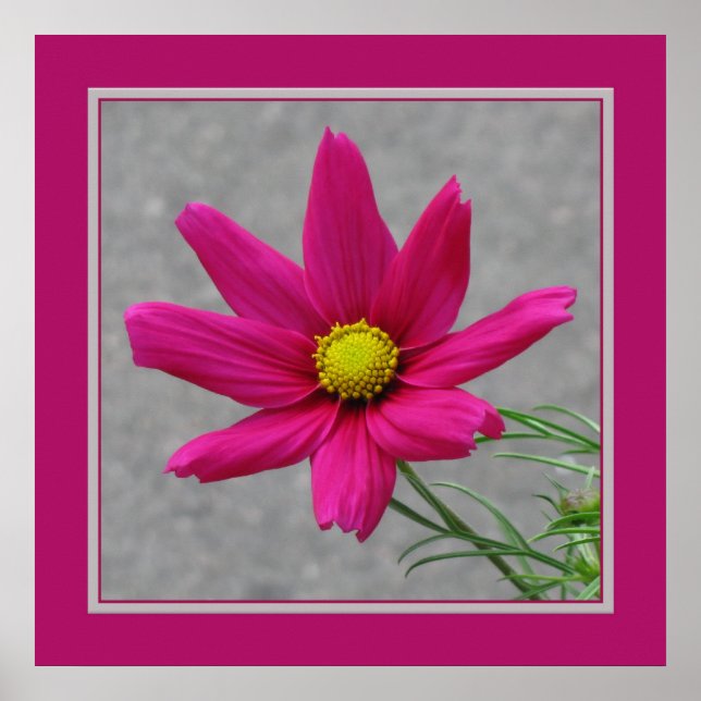 Poster rose (Devant)