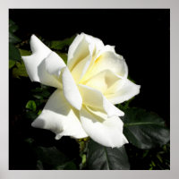 Rose à thé hybride blanc Pascali