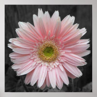 Poster rose Aster 12x12