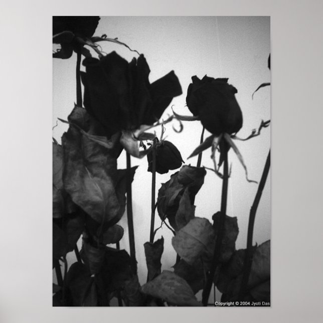 Poster Rose [aucune bordure] (Devant)